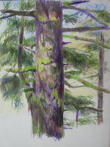 drawing of spruce tree at Alder Dunes, Oregon, by Chris Mona