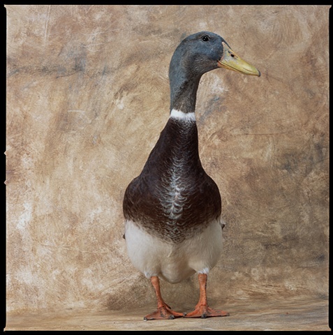 Photograph of  AppleyardDuck, Duck, Drake, fine art, fine art print  