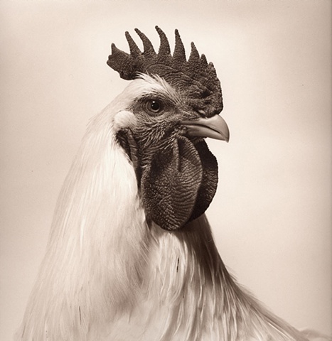 Photograph of a Rooster by JoAnn Baker Paul in Steamboat Springs, Colorado, fine art, fine print