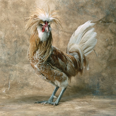 Studio photograph of a Buff Laced Polish Rooster made in 2005 in Steamboat Springs, Colorado.