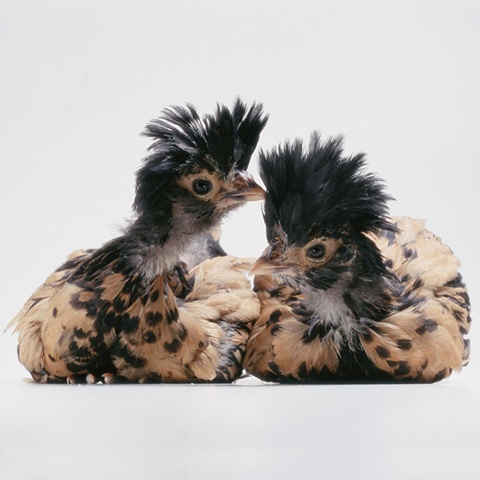 Studio photographs of adolescent golden polish crested chickens made in 2003 by JoAnn Baker Paul photographer, fine art, fine printmaking, in Steamboat Springs, Colorado 