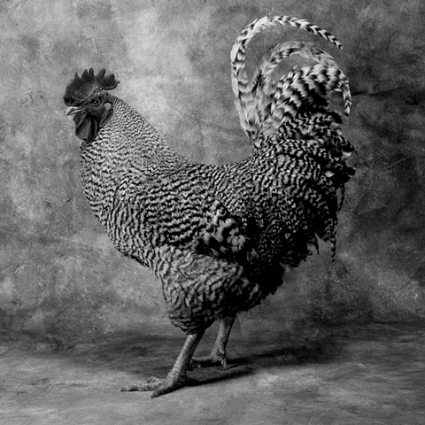 Photograph of a Barred Rock Rooster made in Steamboat Springs, Colorado