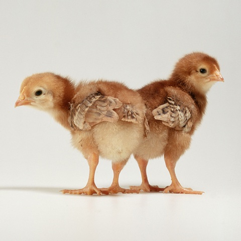 Photograph of baby chicks, Steamboat Springs, Colorado 2002