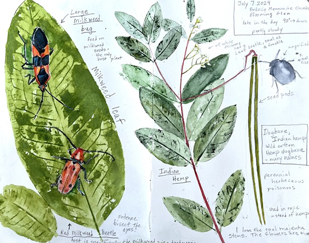 Nature Journaling Group