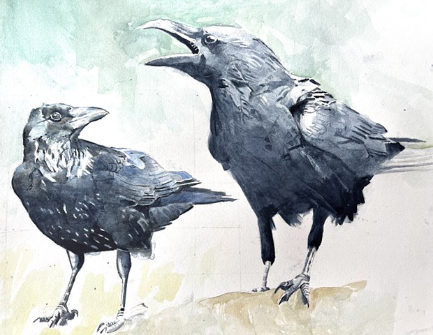 American Crow and Raven