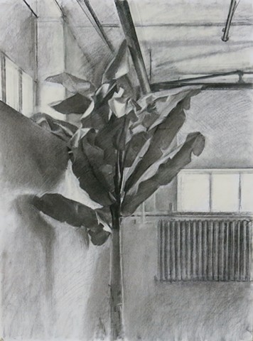 Large Plant in an Industrial Space