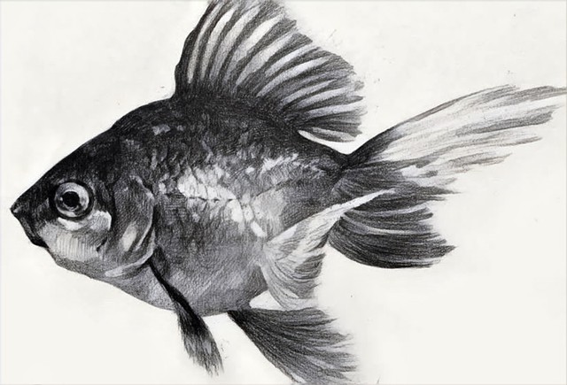 Creative Charcoal: Sea Creatures & Ocean Life
