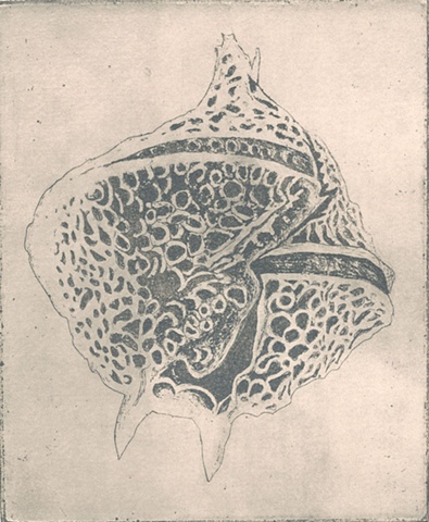 sea, life, forms, cell, earth, water, specimen, nature  intaglio printmaking by brigitte caramanna