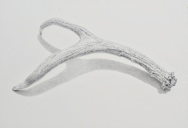graphite drawing of antler