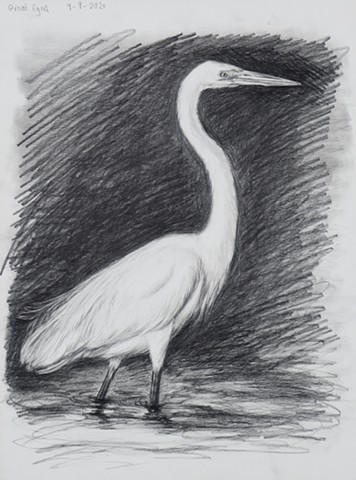 "Great Egret"