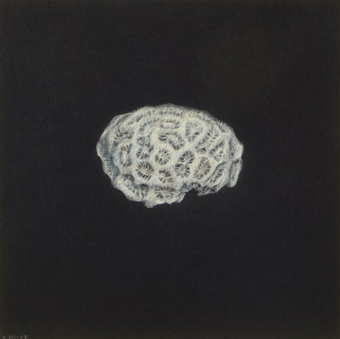 "Brain Coral"