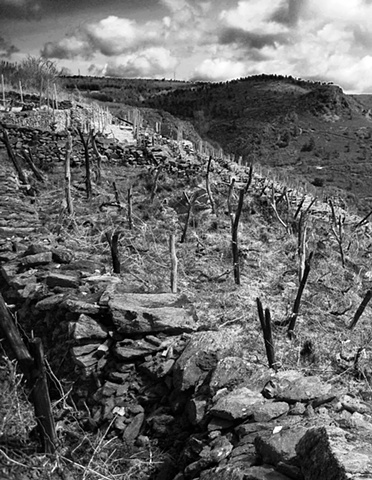Vineyard in Galicia