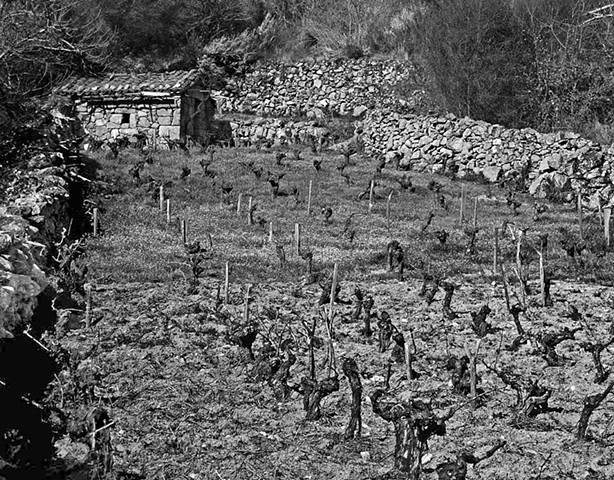 "Vineyard with Shed - 2"

Small vineyards such as this one are very common in Galicia.These vineyards become beehives of activity during vendimia (grape harvest).
