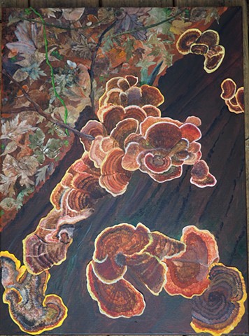 Coral  Tree Fungus  collage: closeup from personal photographs on the Appalachian Trail