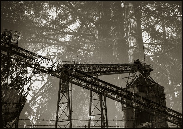 Aggregate Mine and Old Growth Redwood Forest