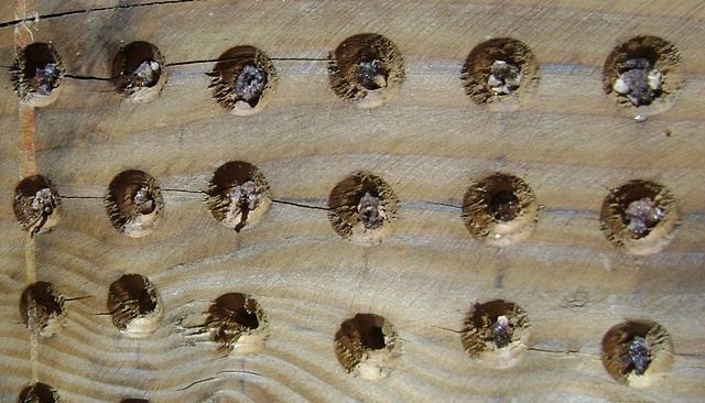View of holes sealed by native bees