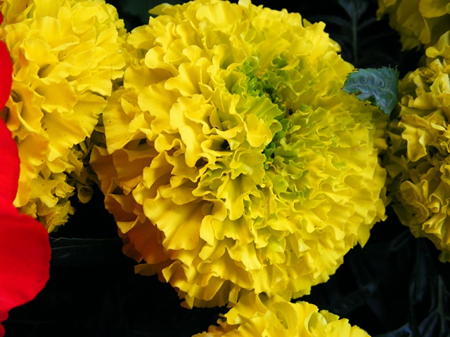 flowers, yellow, nature, greeting cards, photo greeting cards, photography 