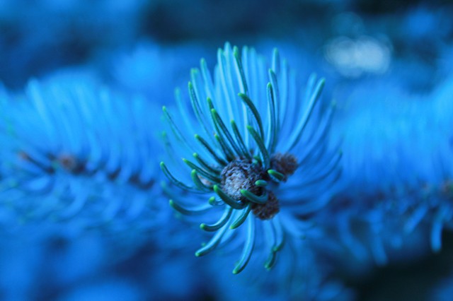 Pine needles in blue