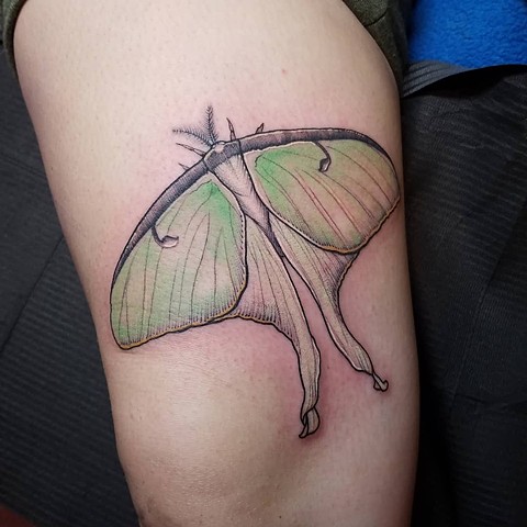 knee moth