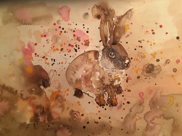 Thai Brown Bunny