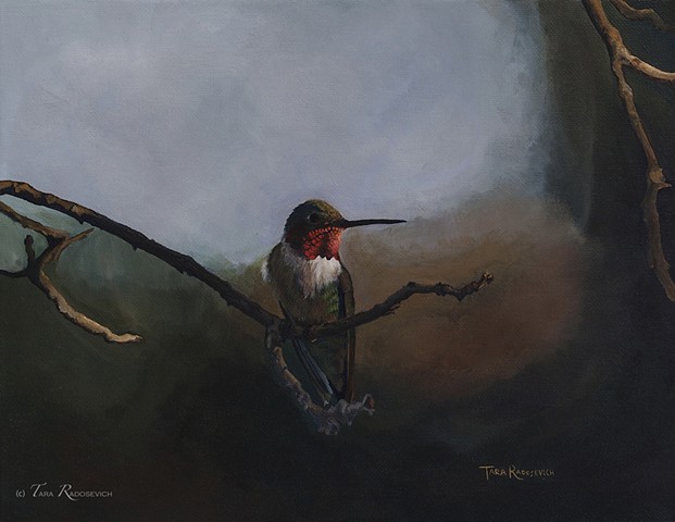 "Broad-Tailed Hummingbird"