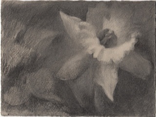 Delicate charcoal drawing on grey Somerset paper with deckled edges.  Study for a painting.