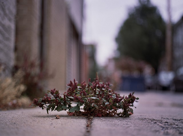 Redroot pigweed, South Philadelphia