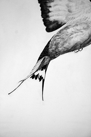 dr. mousseau's swallows