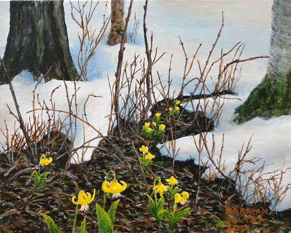A painting of yellow glacier lilies which pop up as soon as the snow thaws on the slopes of the Rocky Mountains in B.C.