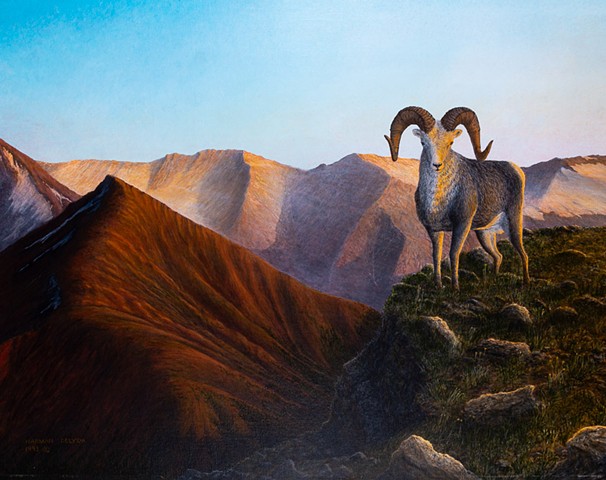 Stone Sheep, Eaglenest Range, Wildlife Painting, Cassiar District
