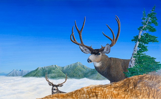 Mule Deer, Fernie, B.C., Bucks