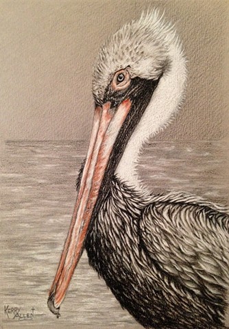 Pelican, louisiana pelican, charcoal, louisiana state bird