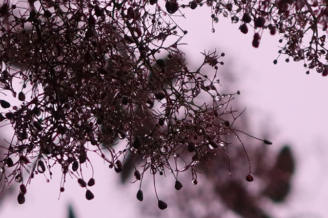 Purple Smoke, Morton Grove, Illinois