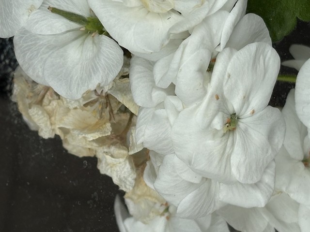 Geranium, Chicago, Illinois