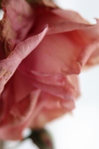 Rose, Morsains, France