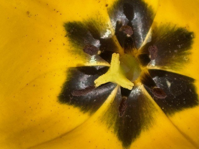 Tulip, Bull Valley, Illinois