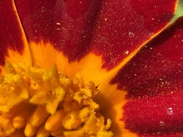 Marigold, Morton Grove, Illinois