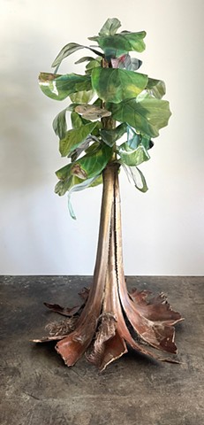 Fiddle Leaf Fig Palm Hybrid 2