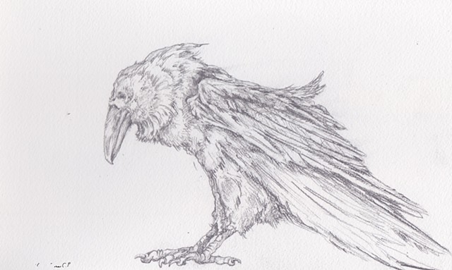 Pencil on Paper, Art, Fine Arts, Raven