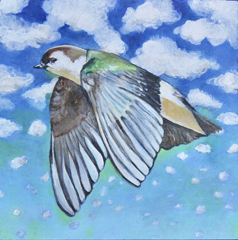 Violet-Green Swallow, Bird 3