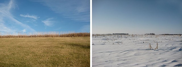fall cornfield / winter cornfield