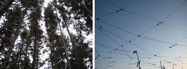 maine trees / prague cables
