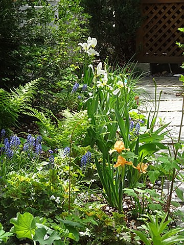 Early spring bulb garden