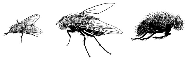 Flies Survivor Type Creepshow