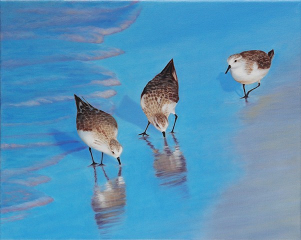 Sanderlings, 2010, Oil on canvas, 16" x 20"