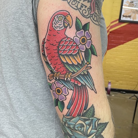 traditional parrot tattoo, Tad Peyton tattoo, Jinx Proof Tattoo, Washington D.C. tattoo, Absolute Art Tattoo, Richmond Va tattoo