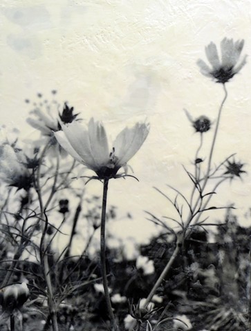 Photographic encaustic black and white flowers pollinator friendly plants