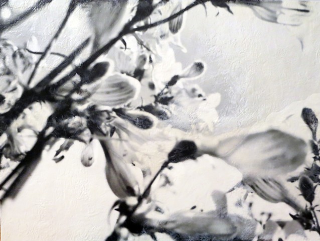 Contemporary flowers with photographic quality close up in black and white encaustic