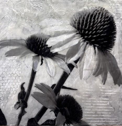 Contemporary black and white photography of coneflowers wildflowers botanical encaustic