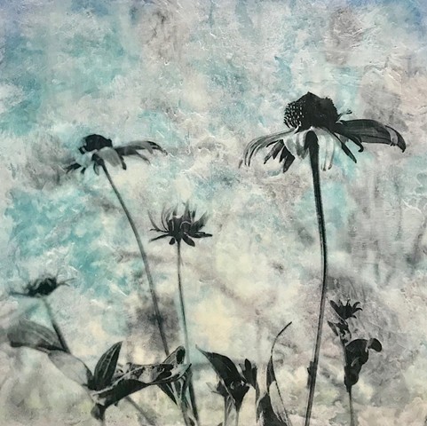 Flowers and plants black and white photography encaustic texture pollinators